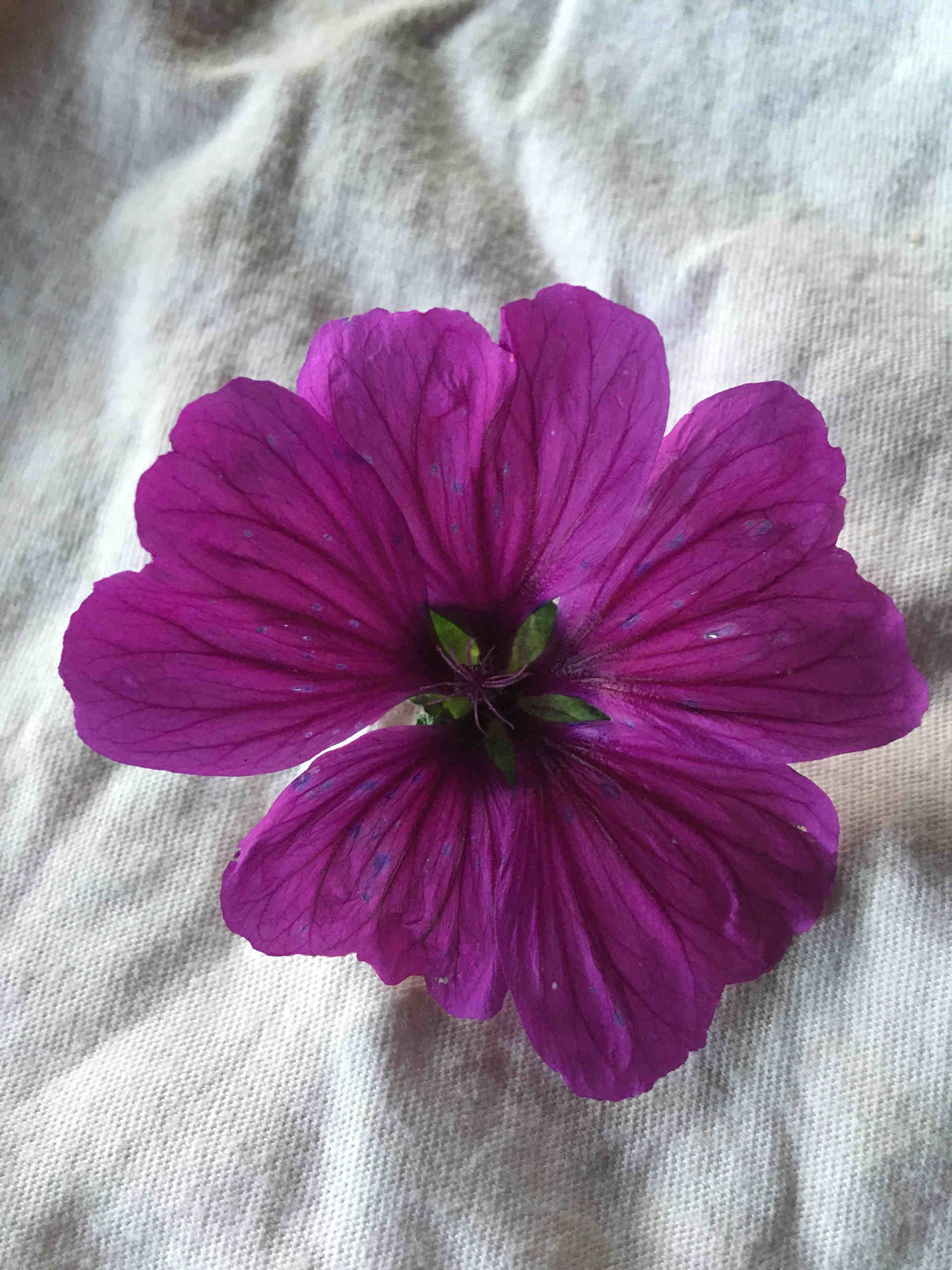 une jolie fleur de mauve